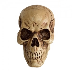 CRANEO HUMANO HD446